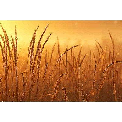 Plakatas Augalai 1067; Dydis A2, A1, A0 formato