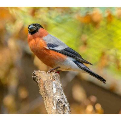 Plakatas Paukščiai 1227; Dydis A2, A1, A0 formato