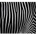 Fototapetai Abstrakcija 1271; 200x270cm, 300x270cm, 400x270cm