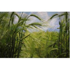 Fototapetai Augalai 1020; 200x270cm, 300x270cm, 400x270cm