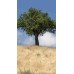 Fototapetai Augalai 1376; 200x270cm, 300x270cm, 400x270cm