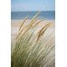 Fototapetai Augalai 1377; 200x270cm, 300x270cm, 400x270cm