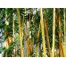 Fototapetai Augalai 1385; 200x270cm, 300x270cm, 400x270cm