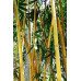 Fototapetai Augalai 1385; 200x270cm, 300x270cm, 400x270cm