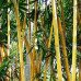Fototapetai Augalai 1385; 200x270cm, 300x270cm, 400x270cm