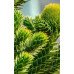 Fototapetai Augalai 1386; 200x270cm, 300x270cm, 400x270cm