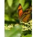 Fototapetas Drugeliai 1045; 200x270cm, 300x270cm, 400x270cm