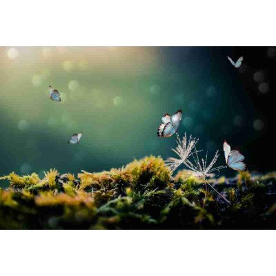 Fototapetas Drugeliai 1047; 200x270cm, 300x270cm, 400x270cm