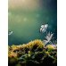 Fototapetas Drugeliai 1047; 200x270cm, 300x270cm, 400x270cm