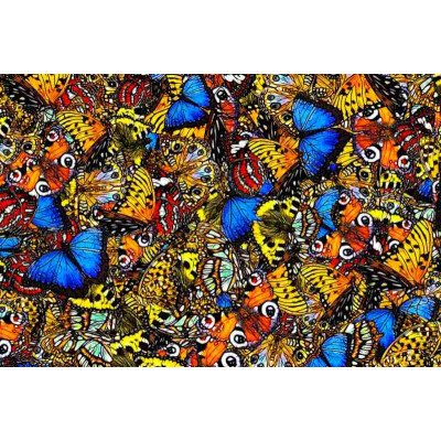 Fototapetas Drugeliai 1048; 200x270cm, 300x270cm, 400x270cm