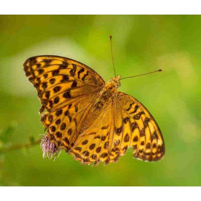Fototapetas Drugeliai 1052; 200x270cm, 300x270cm, 400x270cm