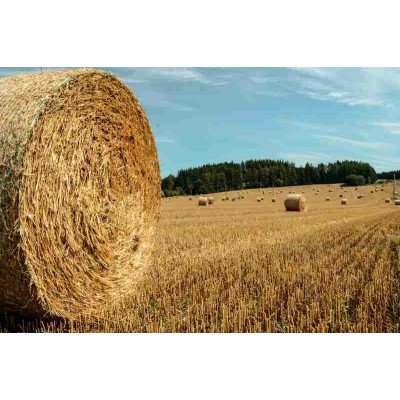 Fototapetai Gamta 1700;  200x270cm, 300x270cm, 400x270cm