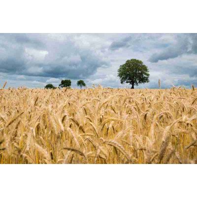 Fototapetai Gamta 1701;  200x270cm, 300x270cm, 400x270cm