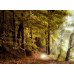 Fototapetai Miškas 1020; 200x270cm, 300x270cm, 400x270cm